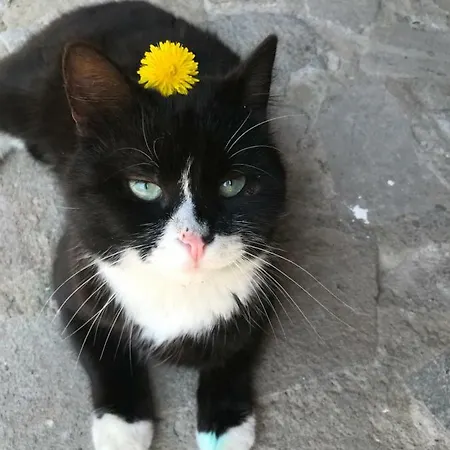 Casa Florenta ゲストハウス 3*