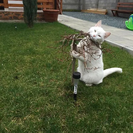 ゲストハウス Casa Florenta